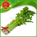 Chinese celery, long green celery for sale